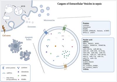 Extracellular vesicles participate in the pathogenesis of sepsis